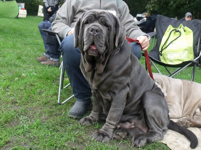 Neapolitan Mastiff puppy for sale