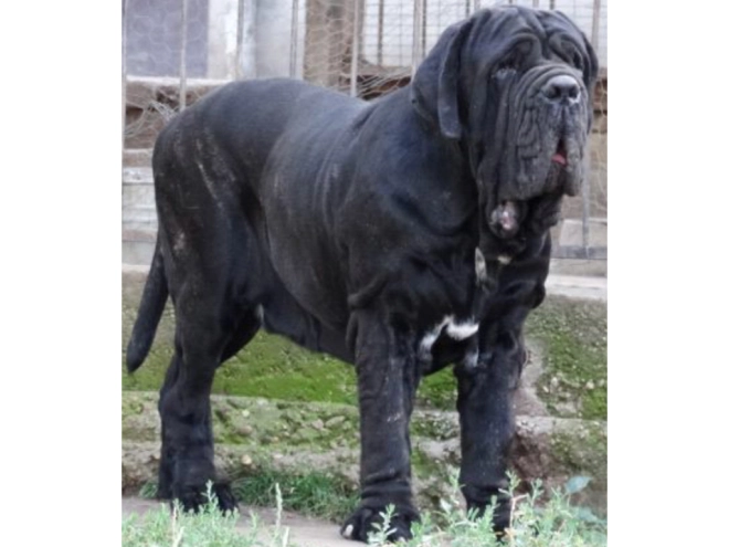 Perros Mastín Napolitano en venta