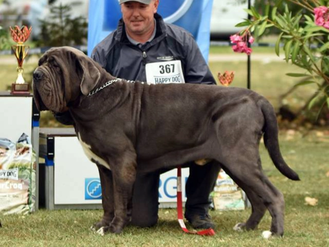 Neapolitan Mastiff puppy for sale