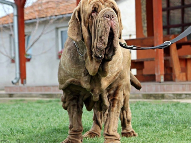 Neapolitan Mastiff puppy for sale