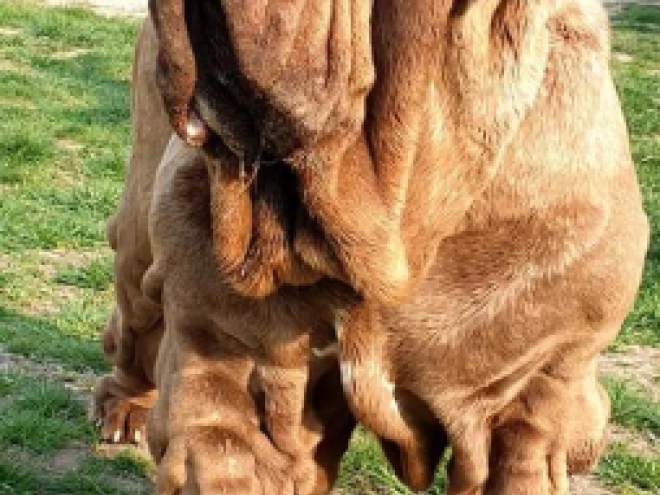 Neapolitan Mastiff puppy for sale