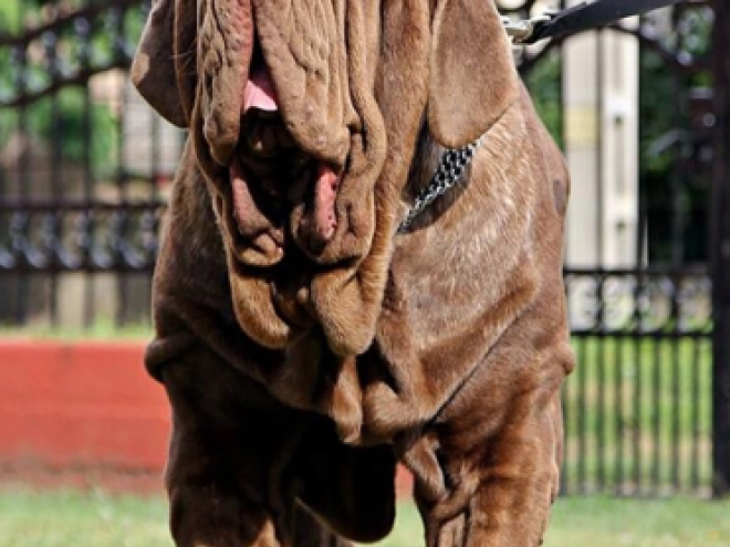 Neapolitan Mastiff puppy for sale