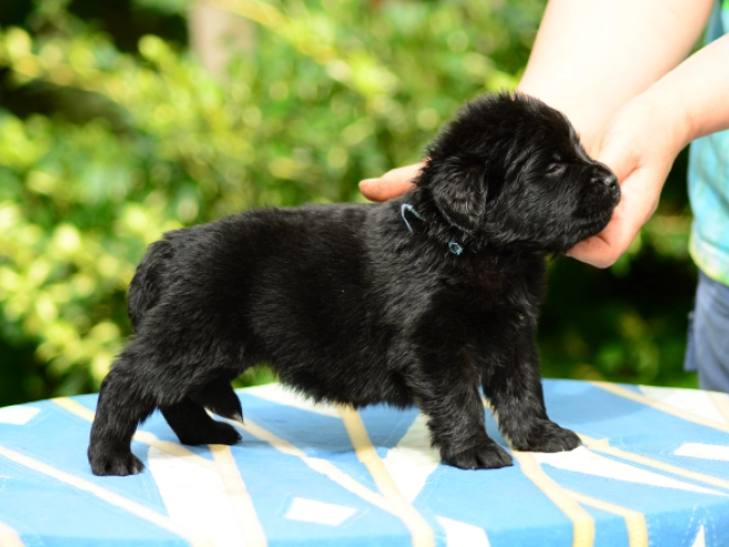 Perros Terranova en venta