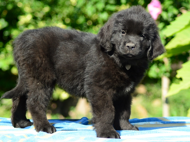 Perros Terranova en venta