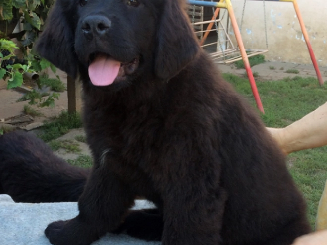 Perros Terranova en venta