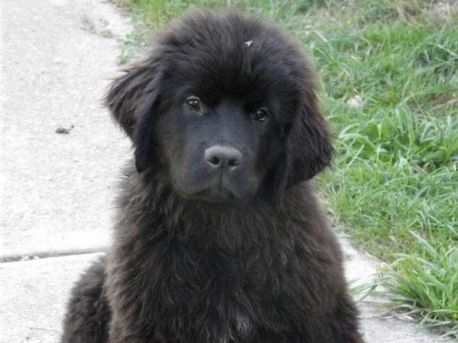 Perros Terranova en venta