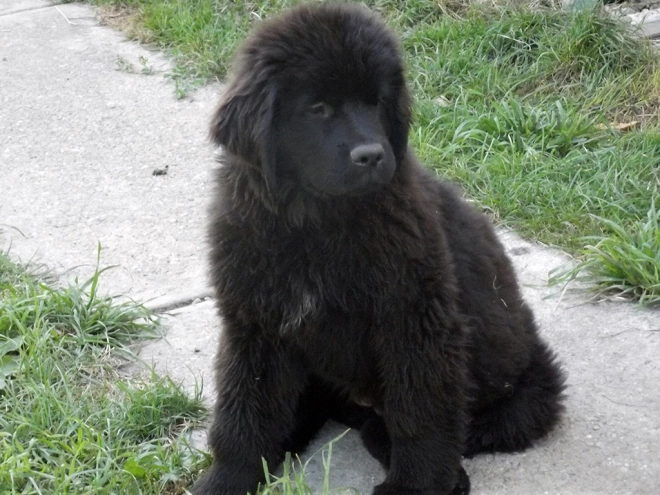 Perros Terranova en venta