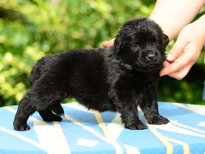 Perros Terranova en venta