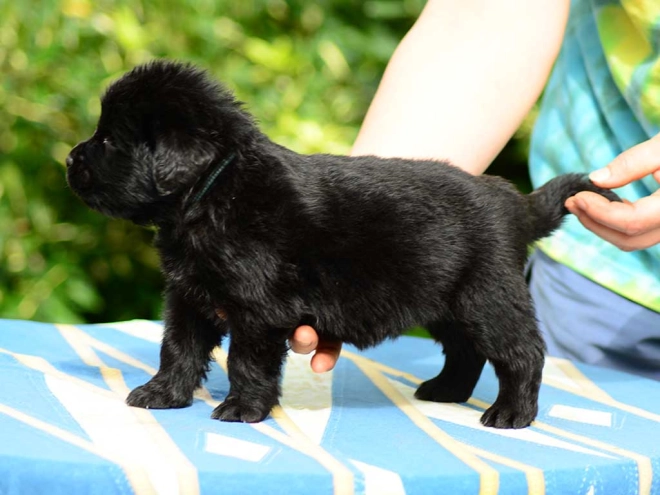 Perros Terranova en venta