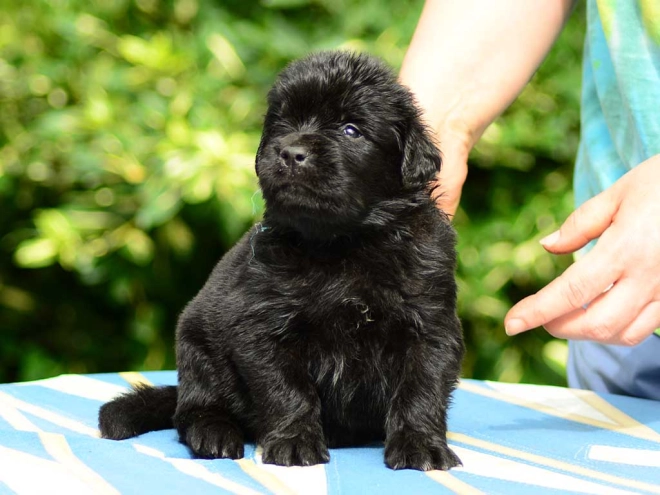 Perros Terranova en venta