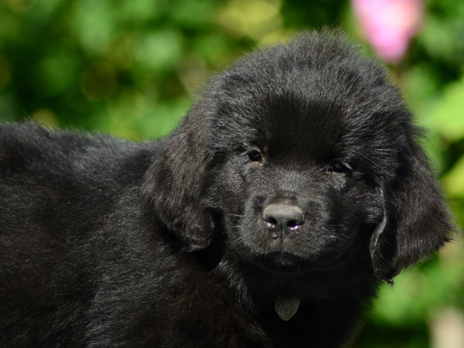 Perros Terranova en venta
