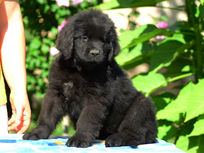 Perros Terranova en venta