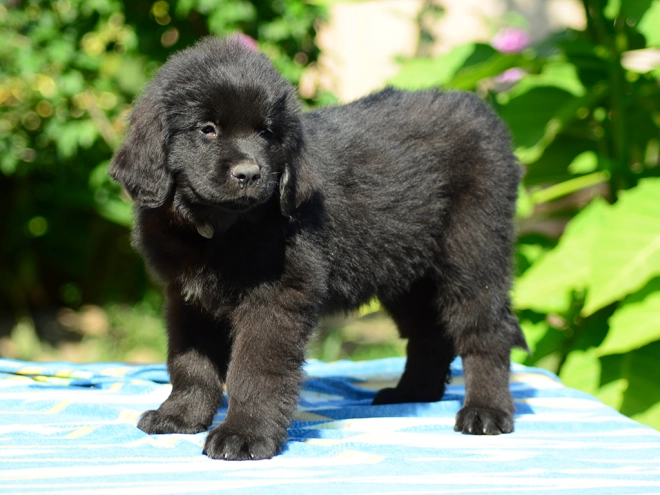 Perros Terranova en venta