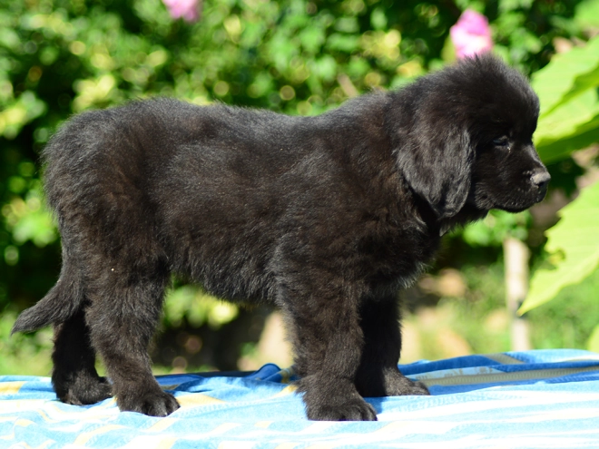 Perros Terranova en venta
