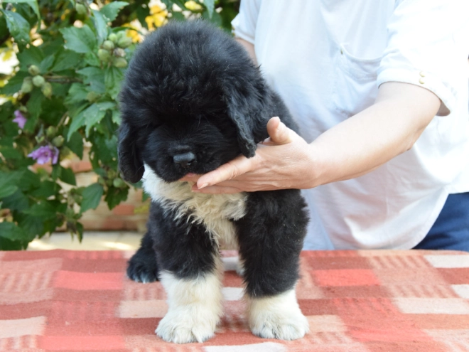 Perros Terranova en venta