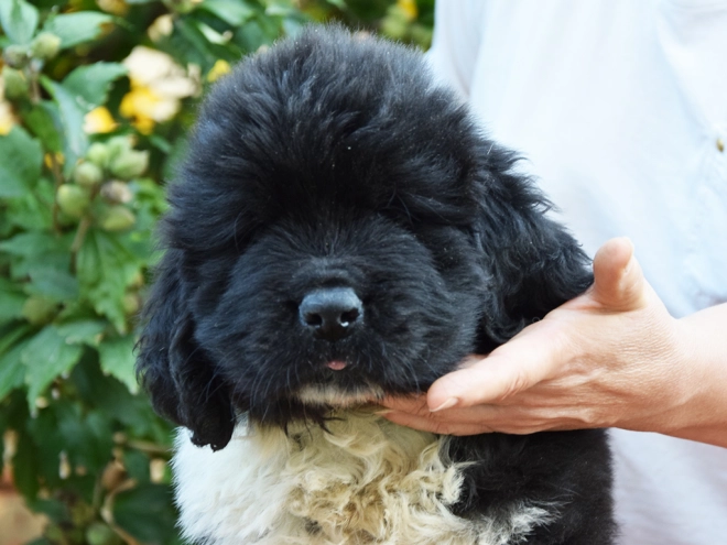 Perros Terranova en venta