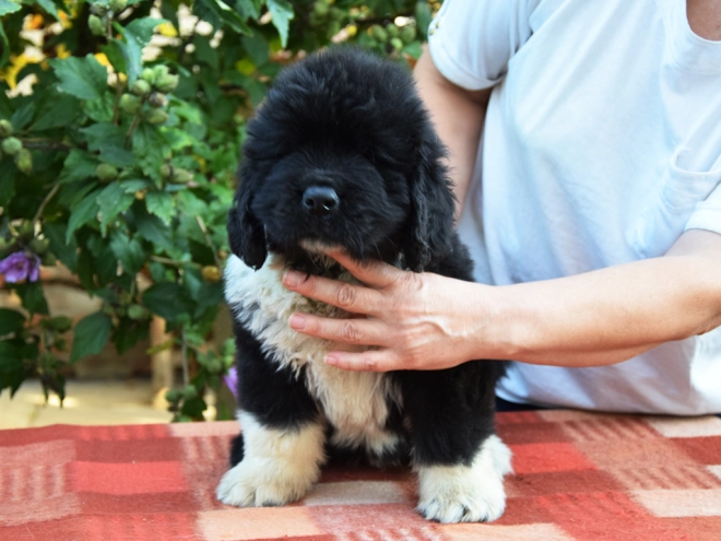 Perros Terranova en venta