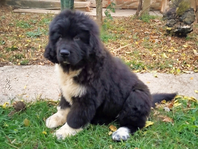 Perros Terranova en venta