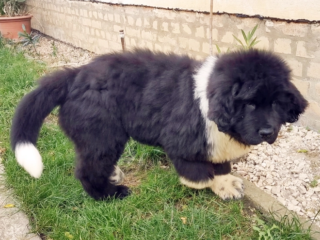Perros Terranova en venta