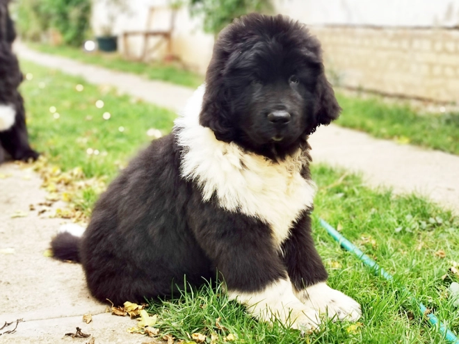 Perros Terranova en venta