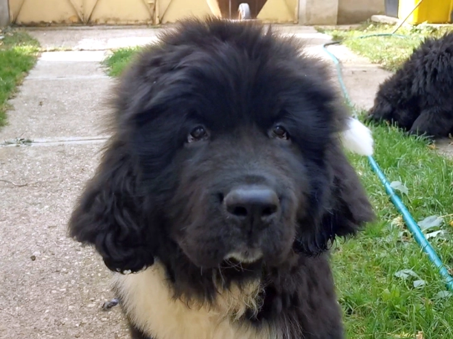 Perros Terranova en venta