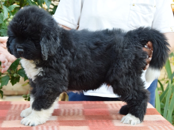 Perros Terranova en venta