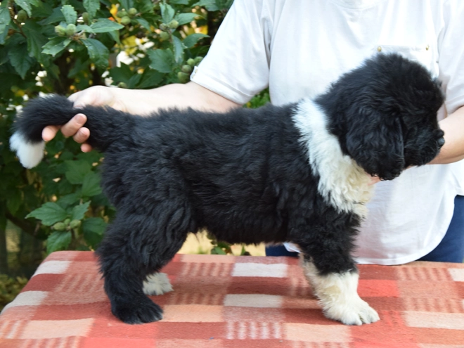Perros Terranova en venta