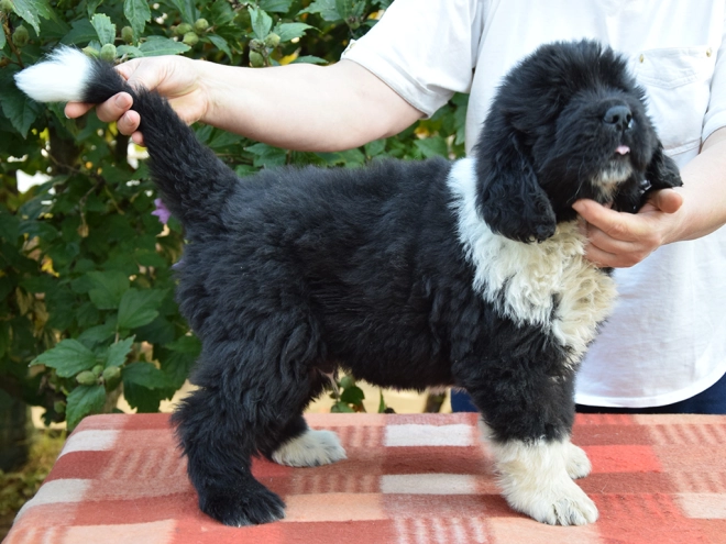 Perros Terranova en venta
