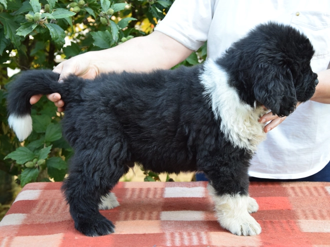 Perros Terranova en venta