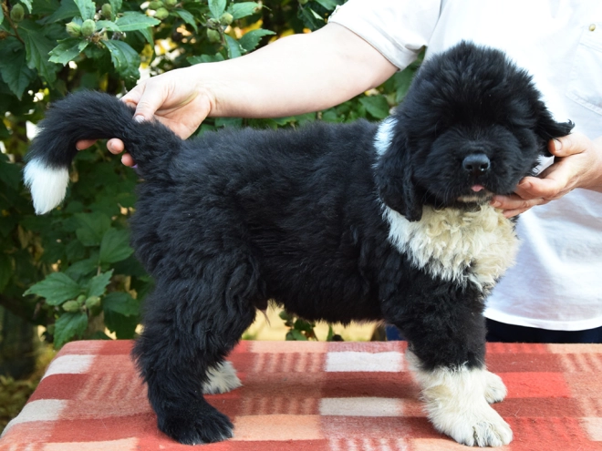 Perros Terranova en venta
