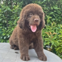 Deva, brown Terranova en venta