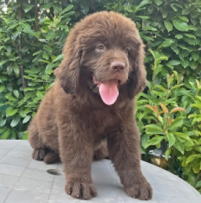 Perros Terranova en venta