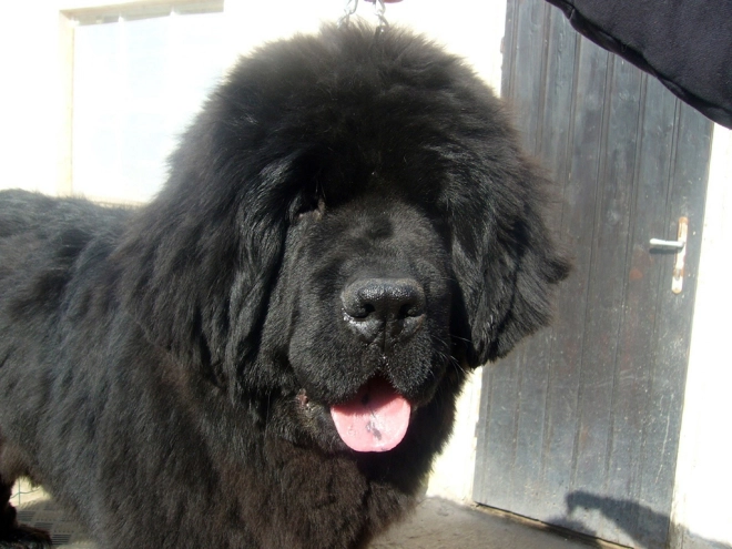 Perros Terranova en venta
