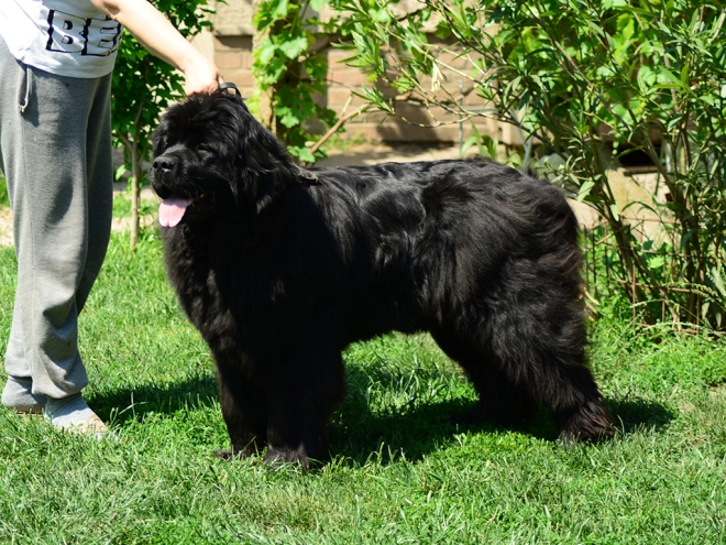 Perros Terranova en venta