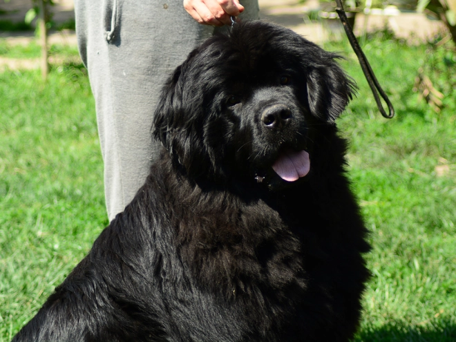 Perros Terranova en venta