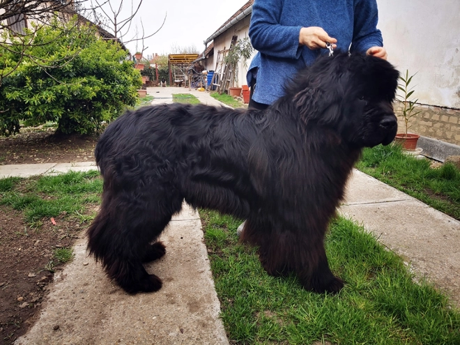 Perros Terranova en venta