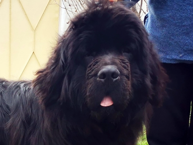 Perros Terranova en venta