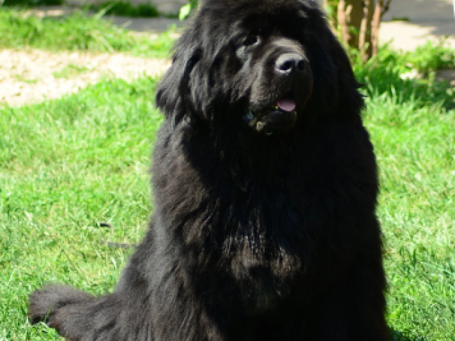 Perros Terranova en venta