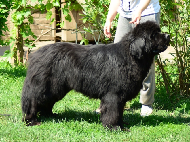 Perros Terranova en venta