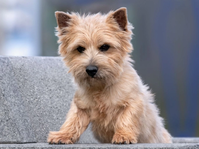 Norwich Terrier Welpe kaufen