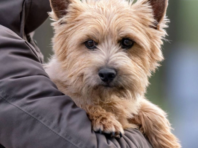 Norwich Terrier Welpe kaufen