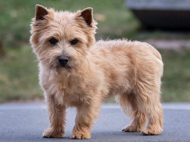 Norwich Terrier Welpe kaufen