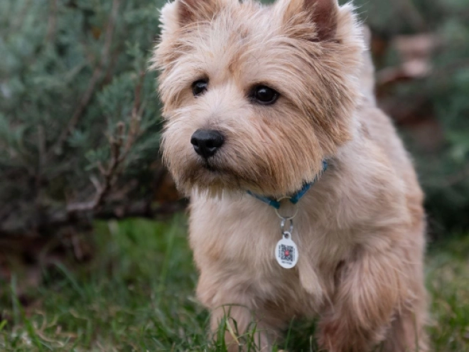 Norwich Terrier Welpe kaufen