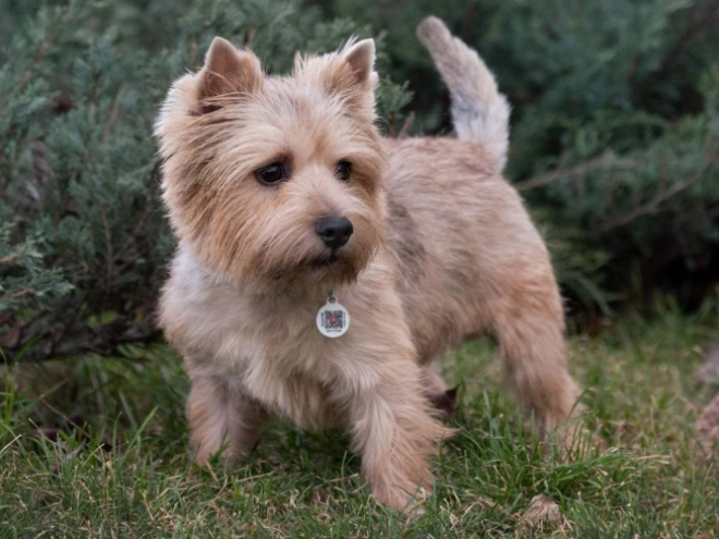 Norwich Terrier Welpe kaufen