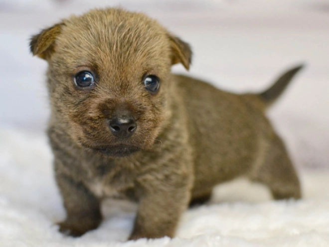 Norwich Terrier Welpe kaufen