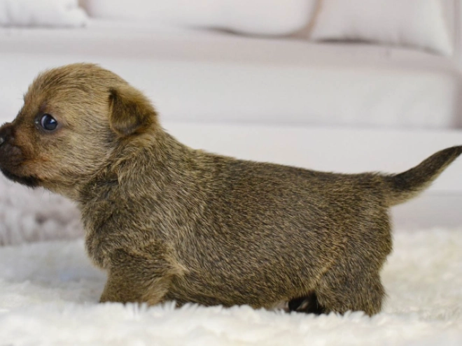 Norwich Terrier Welpe kaufen
