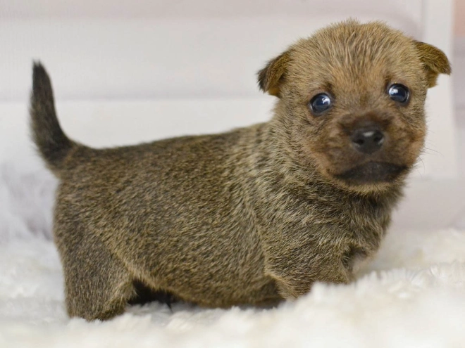 Norwich Terrier Welpe kaufen