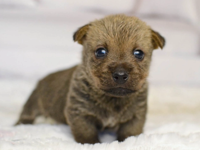 Norwich Terrier Welpe kaufen