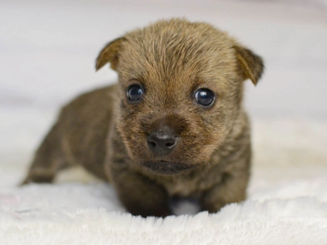 Norwich Terrier Welpe kaufen