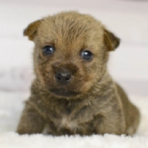 Rafael, red Norwich Terrier Welpen kaufen
